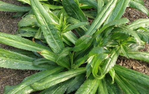 Culantro 500 seeds - 500, recao